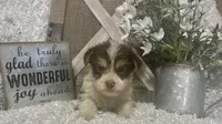 BUSCUIT, a male Yorkshire Terrier for sale in Sharon, KS – 5 of 9