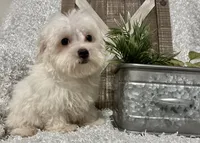 OLLIE, a male Maltese for sale in Sharon, KS – 2 of 8