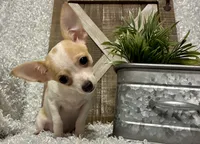 CHICO, a male Chihuahua for sale in Sharon, KS – 3 of 9