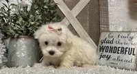 ANNA, a female Maltese for sale in Sharon, KS – 6 of 8