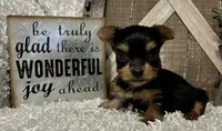 SOPHIE, a female Yorkshire Terrier for sale in Sharon, KS – 2 of 8