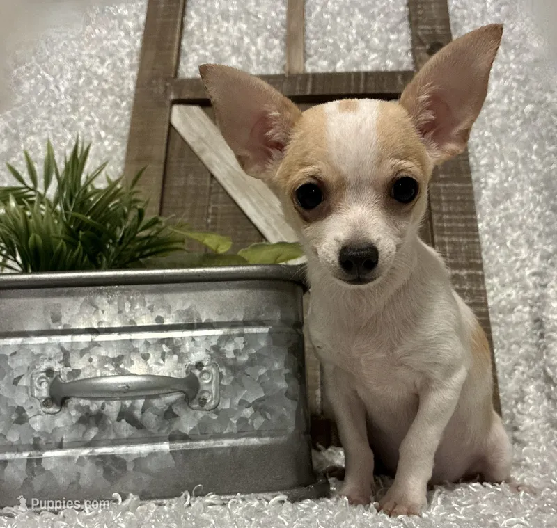 CHICO – Chihuahua puppy for sale in Sharon, KS