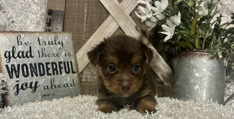 COCOA – Yorkshire Terrier puppy for sale in Sharon, KS
