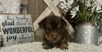 COCOA, a male Yorkshire Terrier for sale in Sharon, KS – 1 of 8