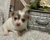 FELICITY, a female Chihuahua for sale in Sharon, KS – 8 of 8