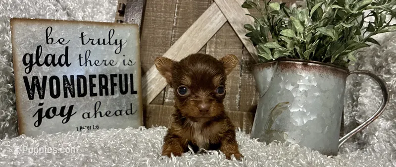 TINY TAMMY – Yorkshire Terrier puppy for sale in Sharon, KS