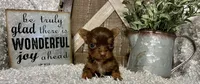 TINY TAMMY, a female Yorkshire Terrier for sale in Sharon, KS – 1 of 8