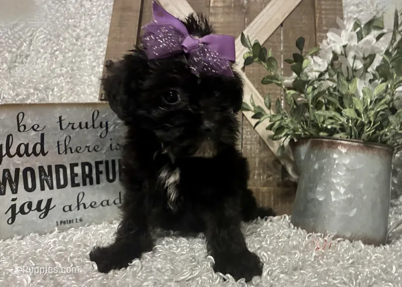 DOTTIE – Yorkipoo puppy for sale in Sharon, KS