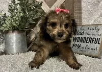 CANDY, a female Yorkipoo for sale in Sharon, KS – 1 of 9