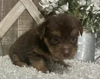 COCOA, a male Yorkshire Terrier for sale in Sharon, KS – 2 of 8