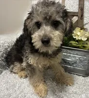 MILTON, a male Poodle - Toy  for sale in Sharon, KS – 7 of 10