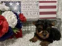 RUFUS, a male Yorkshire Terrier for sale in Sharon, KS – 7 of 10