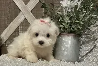 ANNA, a female Maltese for sale in Sharon, KS – 3 of 8