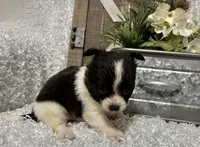 BUCEE', a male Chihuahua for sale in Sharon, KS – 5 of 8