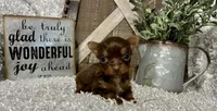 TINY TAMMY, a female Yorkshire Terrier for sale in Sharon, KS – 8 of 8