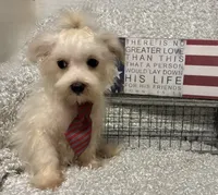 RALPHIE, a male Maltese for sale in Sharon, KS – 3 of 8