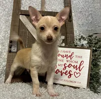 TACO, a male Chihuahua for sale in Sharon, KS – Photo 1 of 9