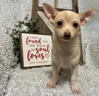 TACO, a male Chihuahua for sale in Sharon, KS – Photo 5 of 9