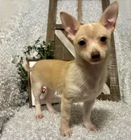 TACO, a male Chihuahua for sale in Sharon, KS – Photo 8 of 9