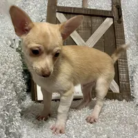 TACO, a male Chihuahua for sale in Sharon, KS – Photo 6 of 9