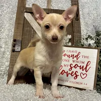 TACO, a male Chihuahua for sale in Sharon, KS – Photo 4 of 9