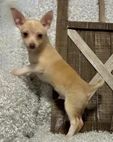 TACO, a male Chihuahua for sale in Sharon, KS – Photo 2 of 9