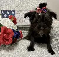 DOTTIE, a female Yorkipoo for sale in Sharon, KS – 3 of 10