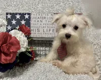 RALPHIE, a male Maltese for sale in Sharon, KS – 5 of 10
