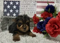 RUFUS, a male Yorkshire Terrier for sale in Sharon, KS – 4 of 10