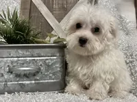 OLLIE, a male Maltese for sale in Sharon, KS – 3 of 8