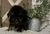 KING CHARLIE, a male Yorkipoo for sale in Sharon, KS – 2 of 8