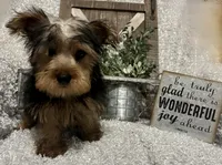 RUFUS, a male Yorkshire Terrier for sale in Sharon, KS – 10 of 10