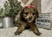 CANDY, a female Yorkipoo for sale in Sharon, KS – 6 of 9