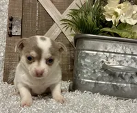 FELICITY, a female Chihuahua for sale in Sharon, KS – 1 of 8