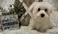 OLLIE, a male Maltese for sale in Sharon, KS – 5 of 8