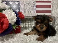 RUFUS, a male Yorkshire Terrier for sale in Sharon, KS – 2 of 10