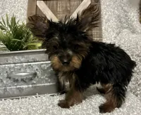 BRUTUS, a male Yorkshire Terrier for sale in Sharon, KS – 7 of 8