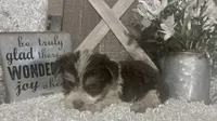 BUSCUIT, a male Yorkshire Terrier for sale in Sharon, KS – 6 of 9