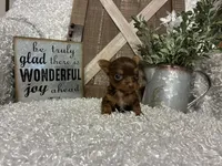 TINY TAMMY, a female Yorkshire Terrier for sale in Sharon, KS – 2 of 8