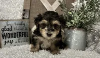 MAX, a male Morkie for sale in Sharon, KS – 1 of 7