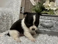 BUCEE', a male Chihuahua for sale in Sharon, KS – 8 of 8