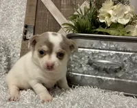 FELICITY, a female Chihuahua for sale in Sharon, KS – 2 of 8