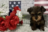 BOBBY, a male Yorkshire Terrier for sale in Sharon, KS – 5 of 8