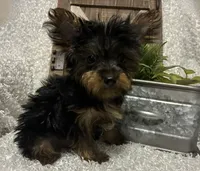 BRUTUS, a male Yorkshire Terrier for sale in Sharon, KS – 2 of 8