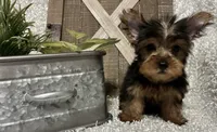 RUFUS, a male Yorkshire Terrier for sale in Sharon, KS – 6 of 8