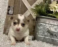 FELICITY, a female Chihuahua for sale in Sharon, KS – 7 of 8