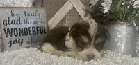 BUSCUIT, a male Yorkshire Terrier for sale in Sharon, KS – 8 of 9