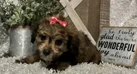 CANDY, a female Yorkipoo for sale in Sharon, KS – 7 of 9