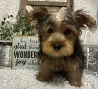 RUFUS, a male Yorkshire Terrier for sale in Sharon, KS – 8 of 10