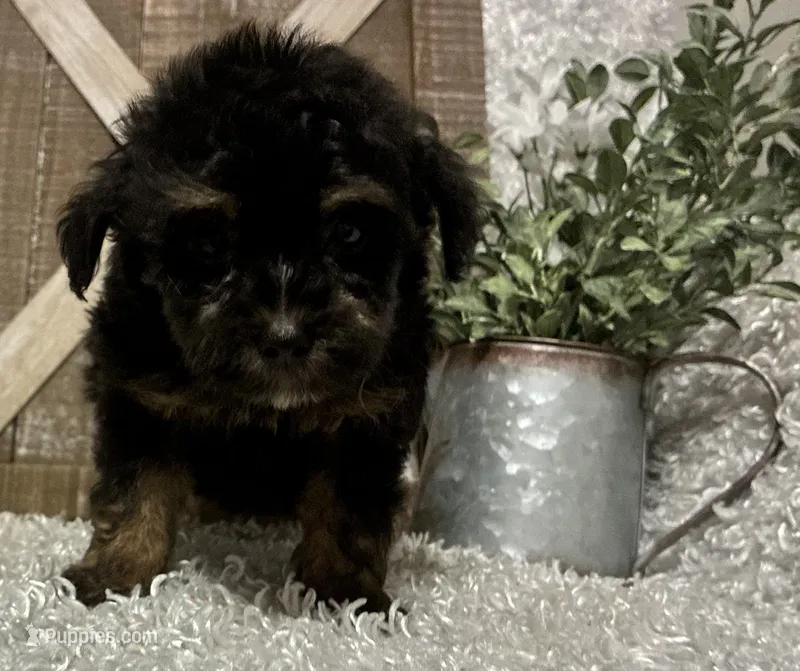 KING CHARLIE – Yorkipoo puppy for sale in Sharon, KS